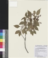 藏品(樟樹)的圖片